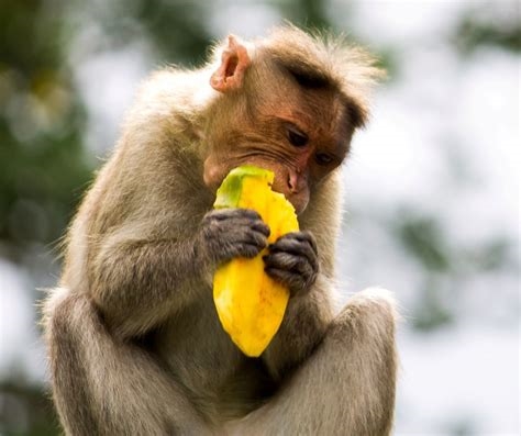 monkey eating pussy nude